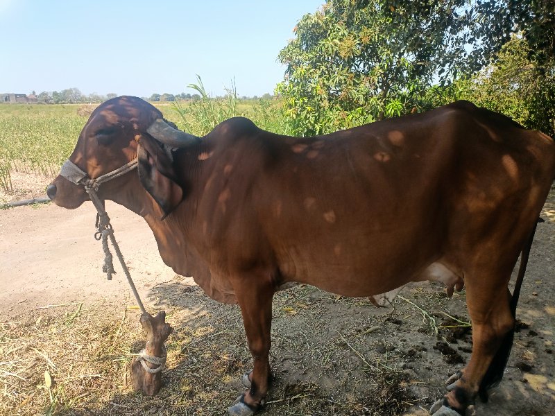 ગાય વેચવાની છે