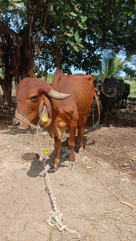 ગાય 7 મયનો શાલે