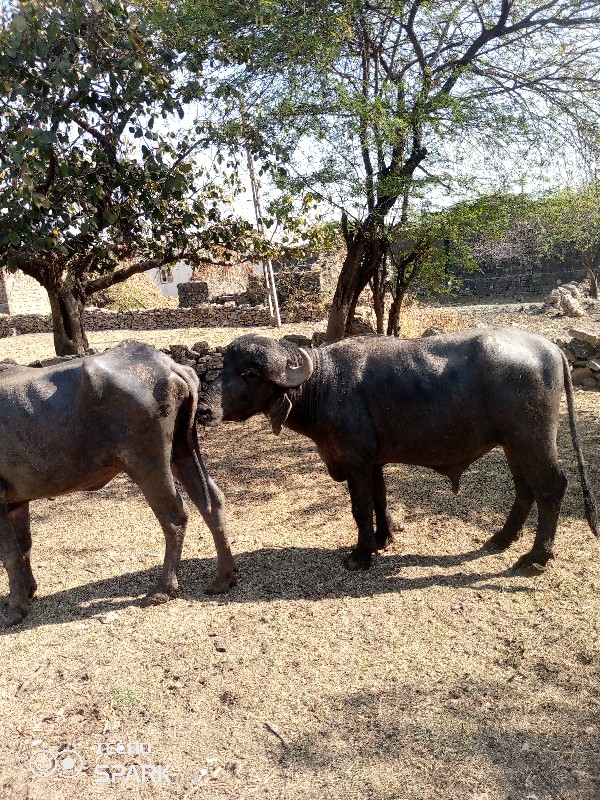 પાડો વેચવા નો છ...