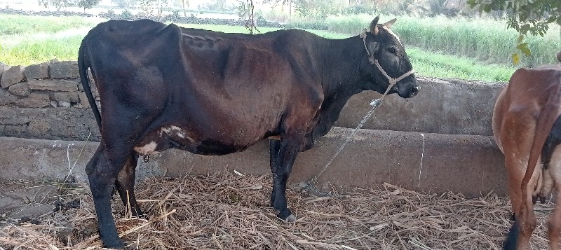 ગાય