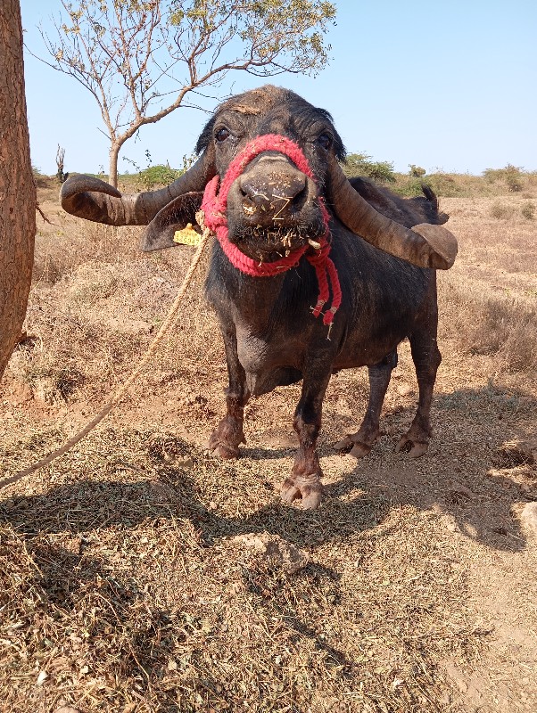 ભેસ.. વેચવાનીશે