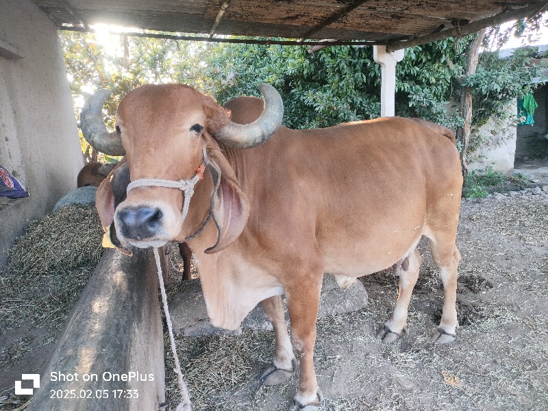 ગાય વેચવાની છે