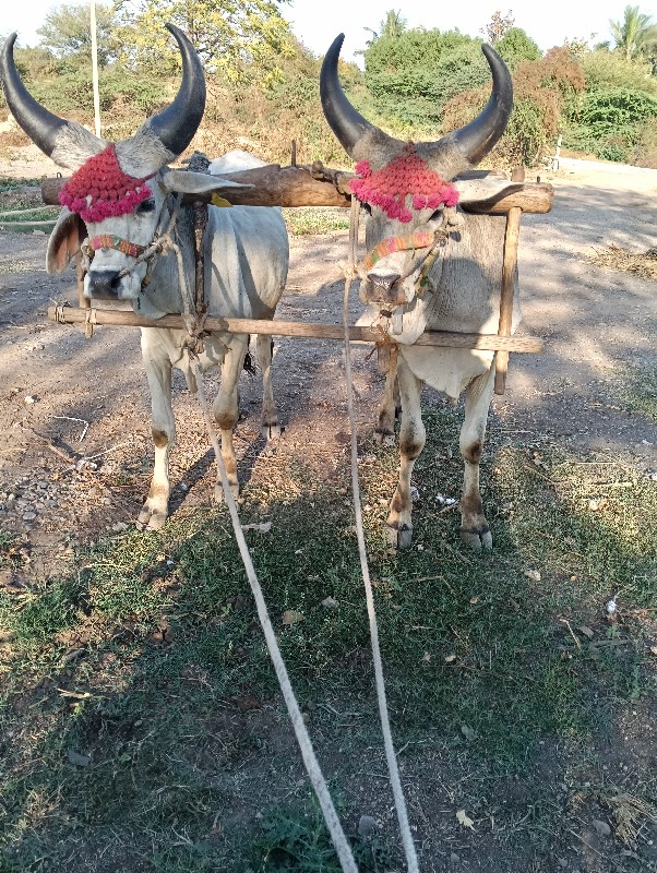 વઢિયારા ચાર-ચાર...