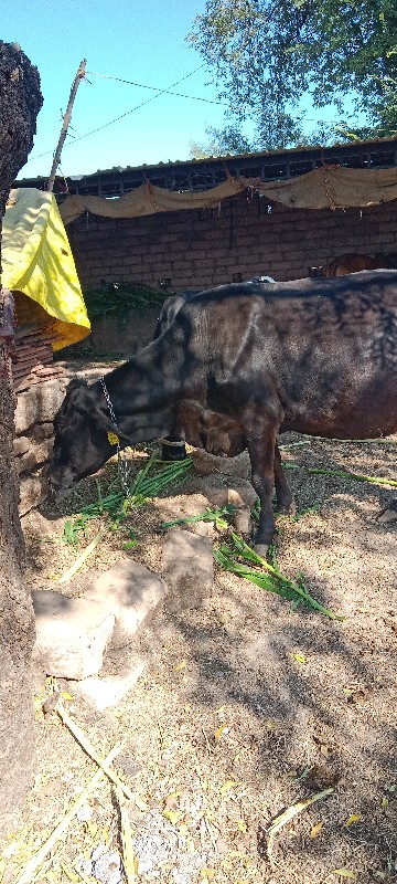 જરશીગાયવેશવાનીછ...