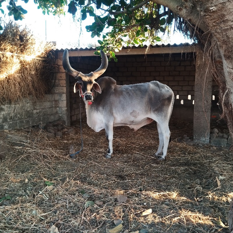 બળદ વેચવાના છે