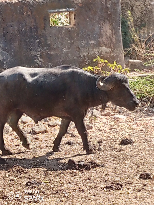 પાડો વેચવા નો છ...