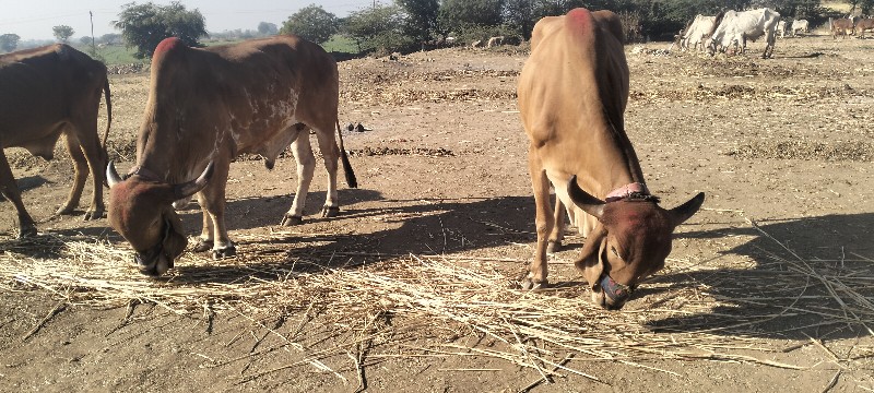 ગોડલા વેચવાના બ...