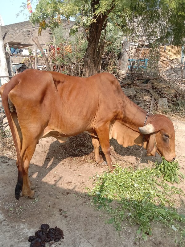 ગાય વેચવા ની છે...