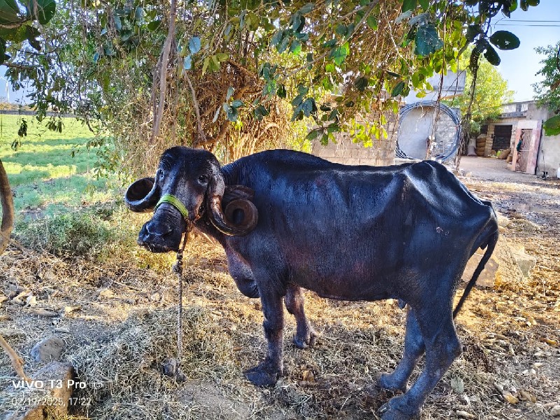 સાટા મા જસી ગાય...