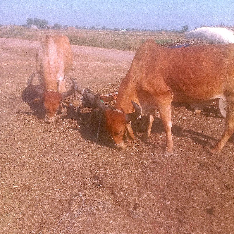 પુલવા ગામ