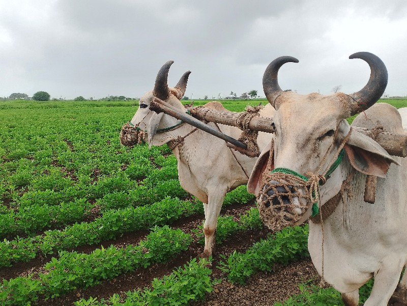 મોબાઈલ 99049560...