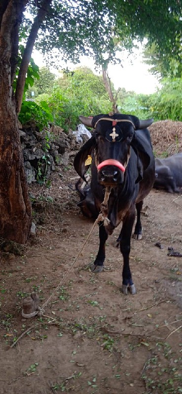 ગાય વેશવાની છે