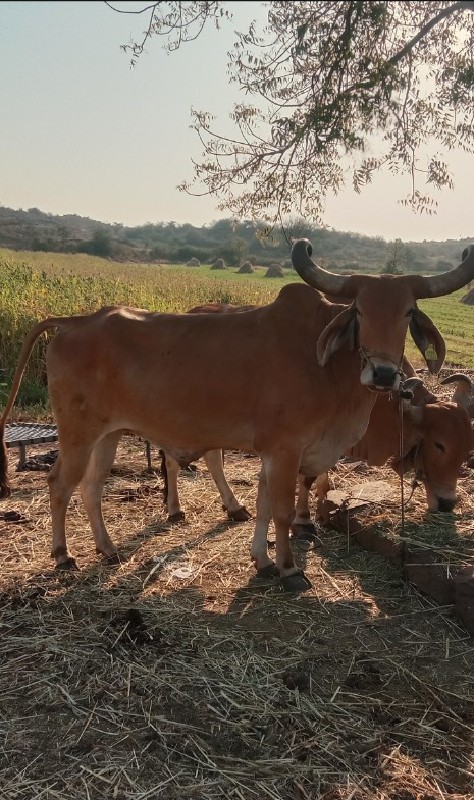 બળદ વેસવા નો છે