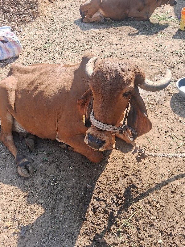 Jadeja jattubha