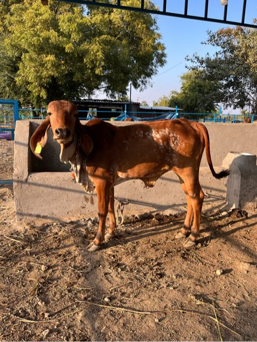 ગાય, વાછડી