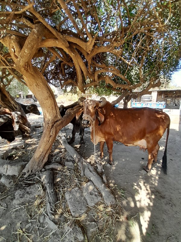 ગાય