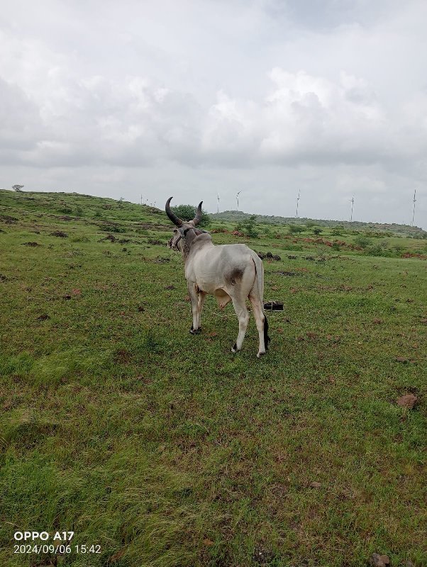 બળદ વેચવાના છે