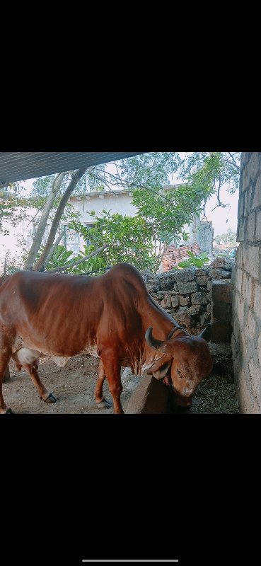 આ ગીર ગાય વેચવા...