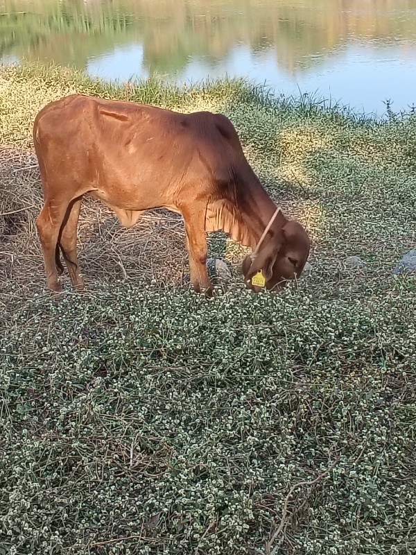 વાછડી