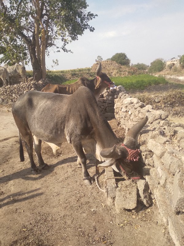 આ બળધ વેસવા ના...