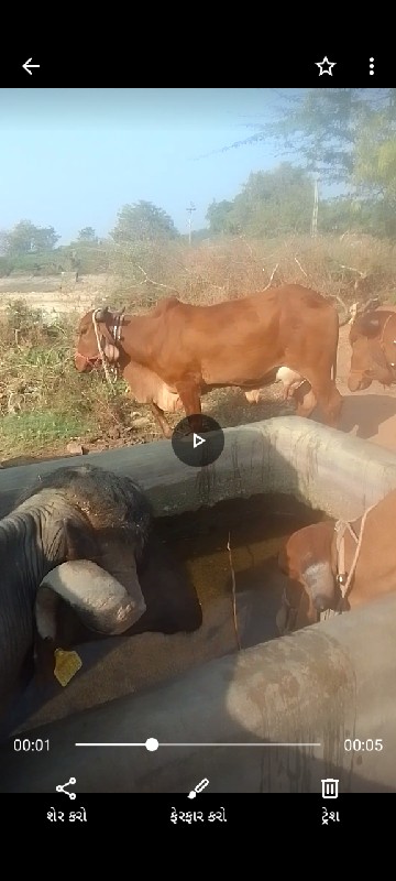 ગાય