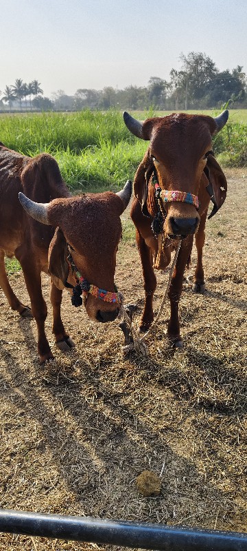 ગોઢલા દેવાના સે