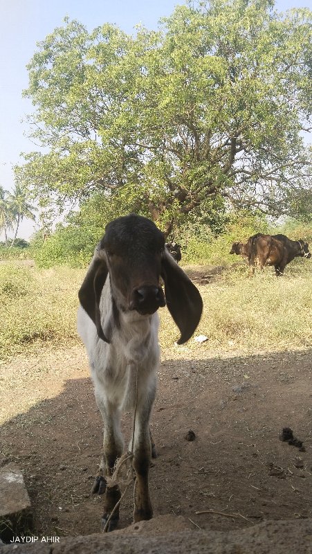 વાછડી વેચવાની છ...