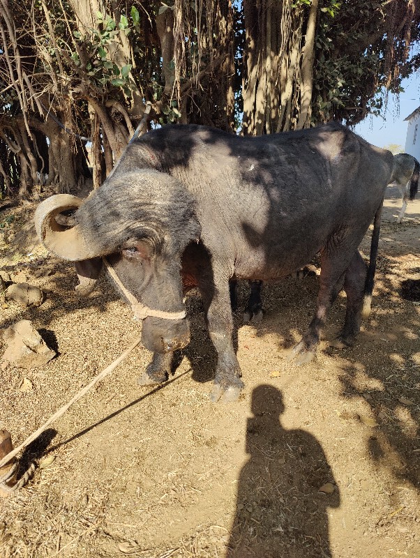 ખડાય