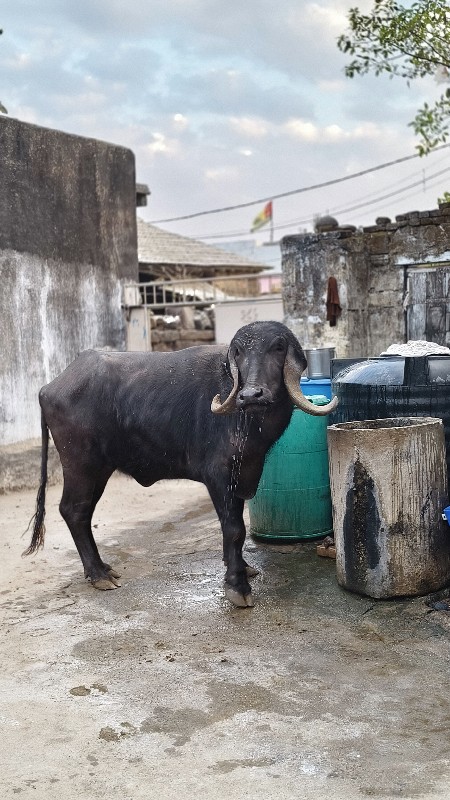 બેય ભેંસ વેચવાન...