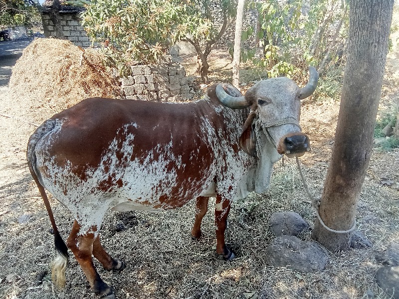 આ ગાય વેચવાની છ...