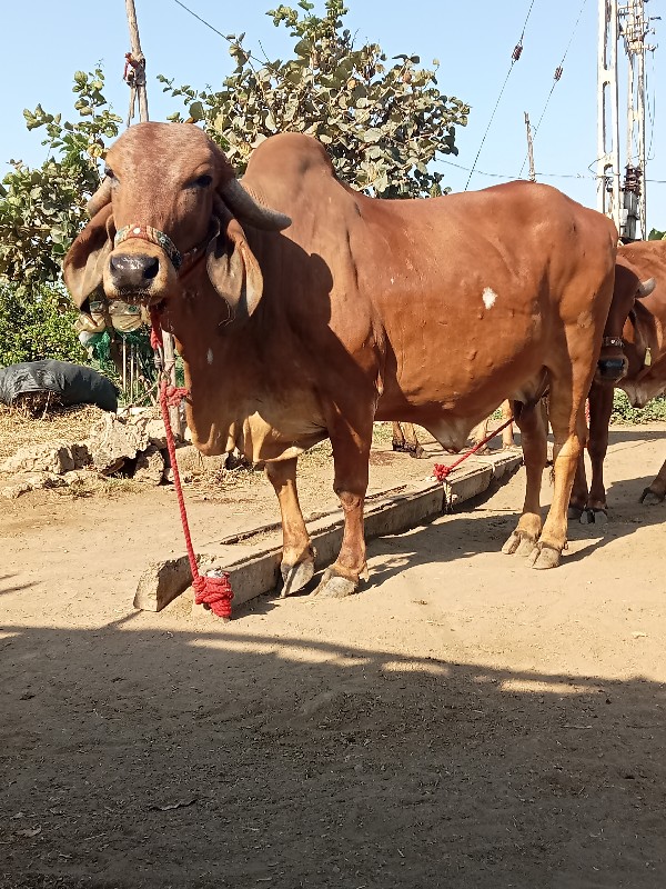 4 ગીર ગાય વેચવા...