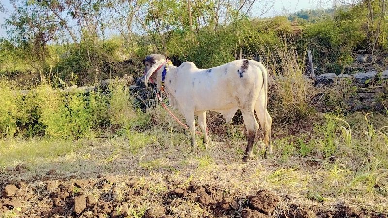 ખુંટ લિલડો