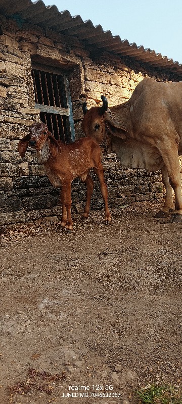 ગાય વેચવાની છે