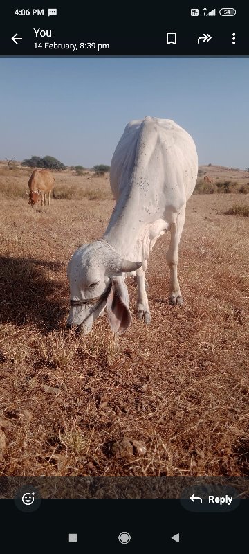 બે વાસડા વેચવાન...