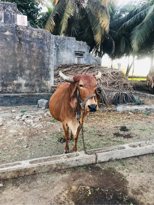 ગાય વેચવાની છે