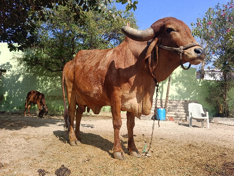 ગાય વેચવાની છે