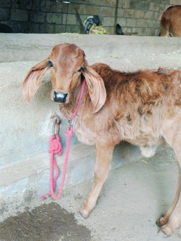 ગાય વેચવાનિછે