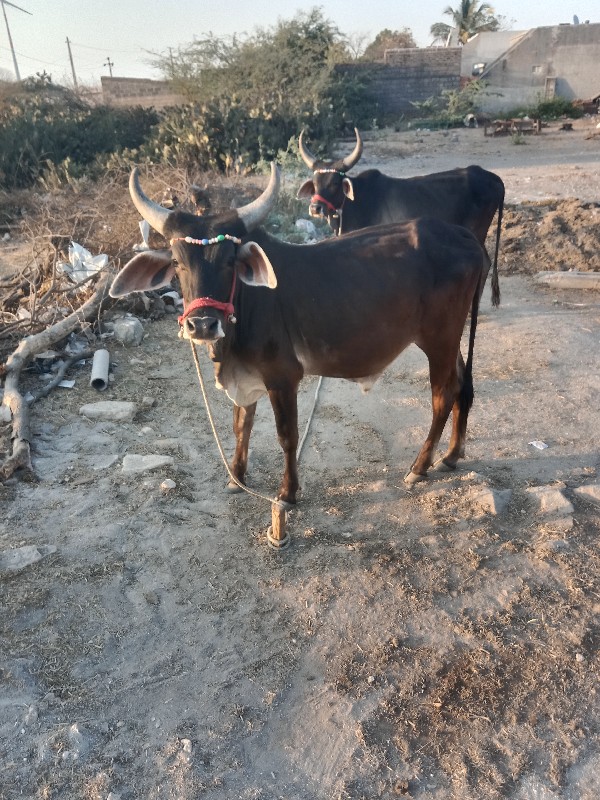 ગોધલા‌ વૈચવાના‌...