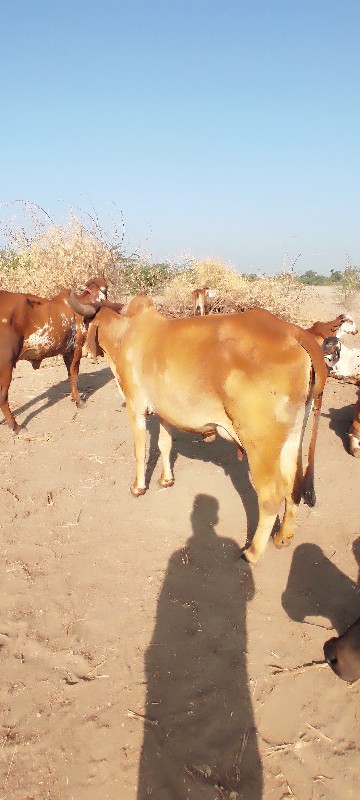 ગાય વેચવાની છે