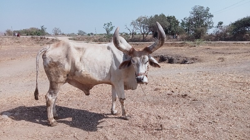 ભરત વેચવાનો છે...