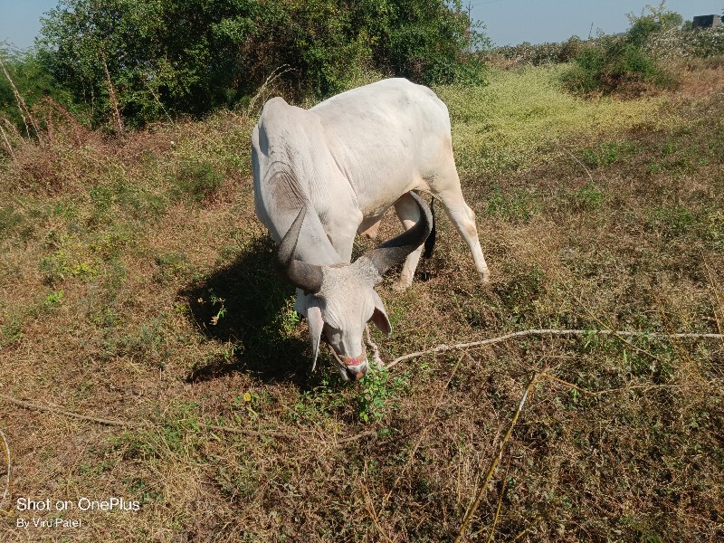 વેચવાનો છે