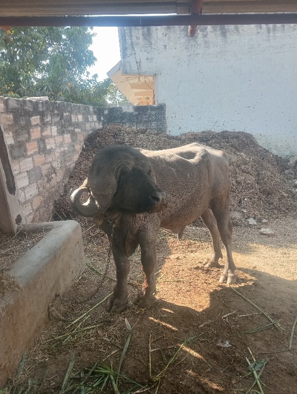 કાબરણ નો પાડો