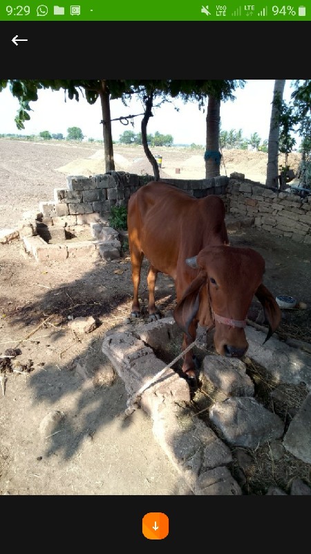 ગીર ગાય ની હોડક...