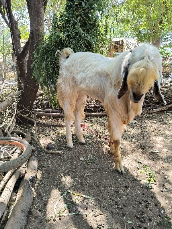 બકરા વેચવાના છે