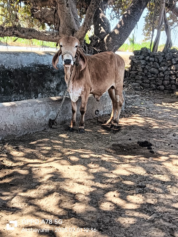 ગોઢલો