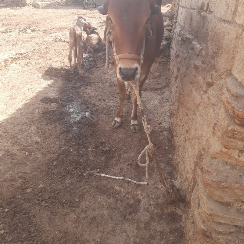 ગાય વેચવાની છે