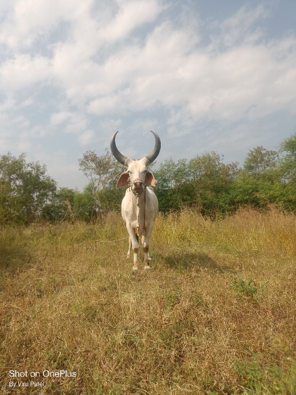 વેચવાનો છે