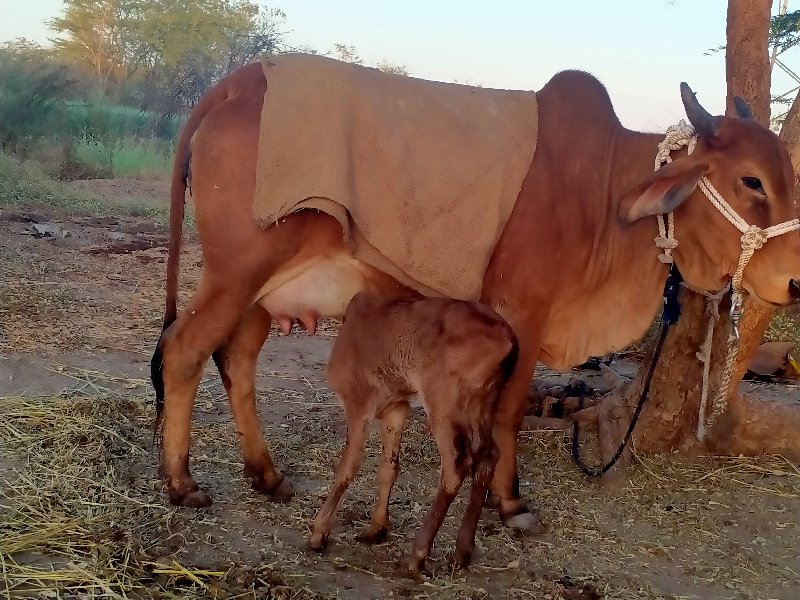 ગાય વેચવાની છે