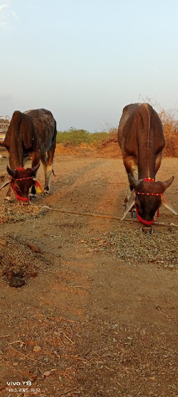 ગોઢલા વેચવાના છ...