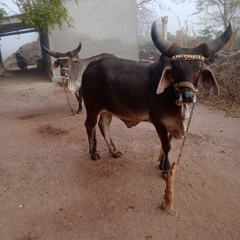 ચારદાતેફોરામાહલ...